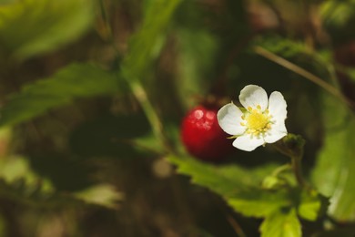 Photo of Beautiful strawberry flower blossoming outdoors, closeup. Space for text