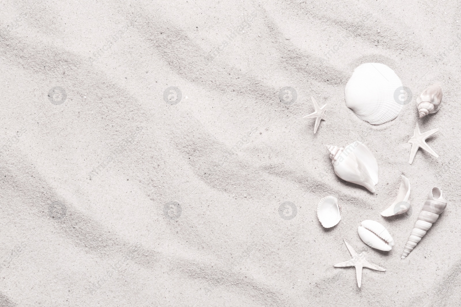 Image of Beautiful seashells and starfishes on beach sand, flat lay. Space for text