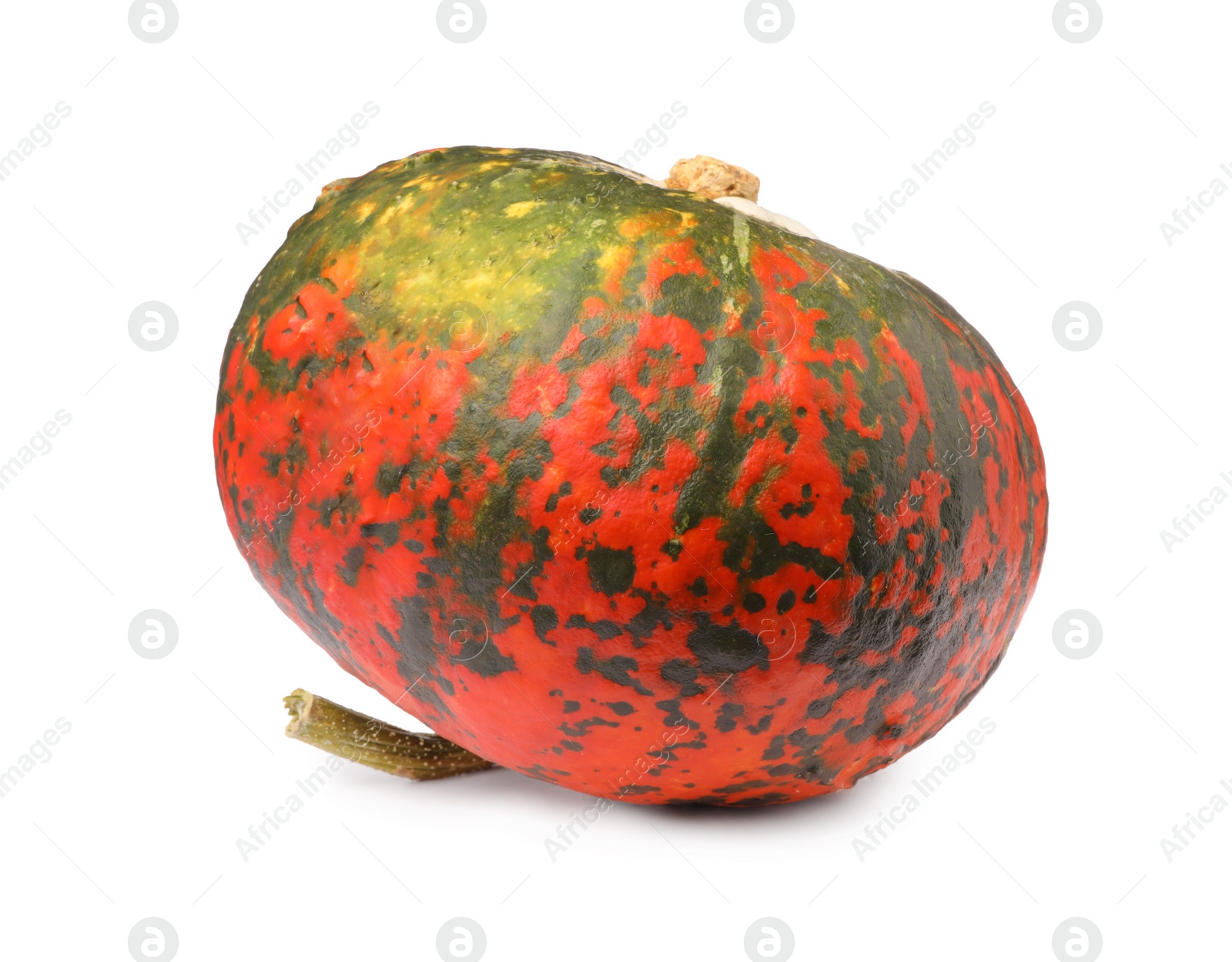 Photo of One fresh ripe pumpkin isolated on white