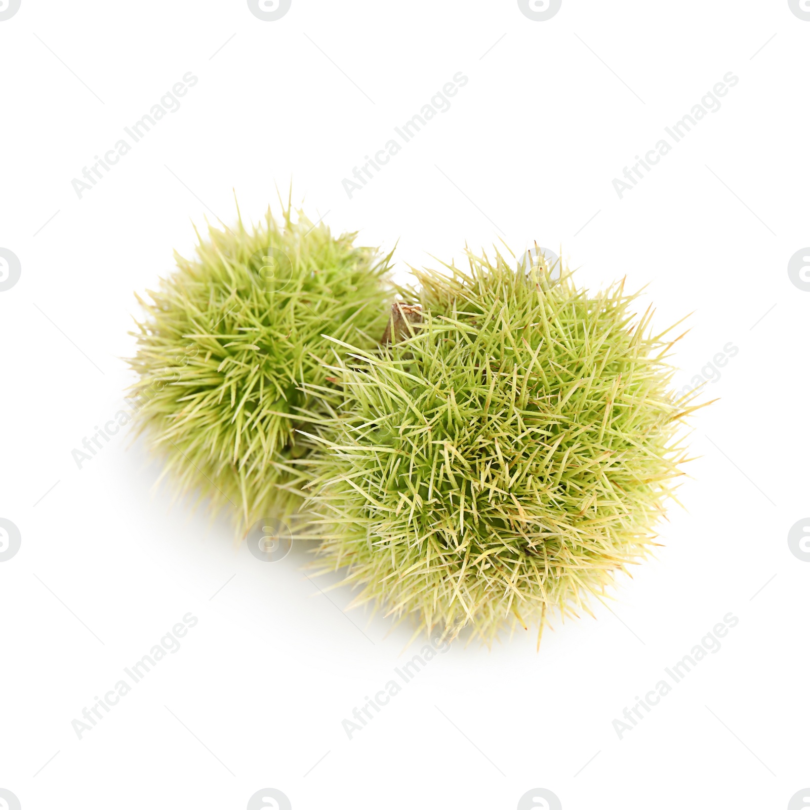 Photo of Fresh sweet edible chestnuts in green husk on white background