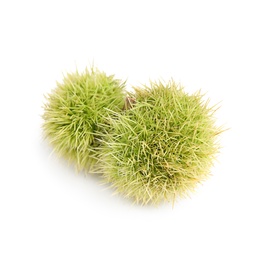 Photo of Fresh sweet edible chestnuts in green husk on white background