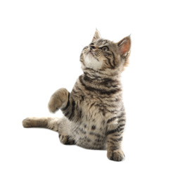 Photo of Cute tabby kitten on white background. Baby animal