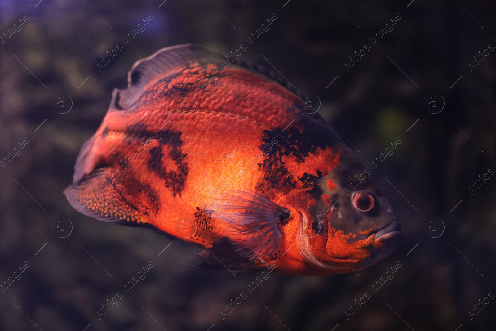 Photo of Bright oscar fish swimming in clear aquarium, closeup