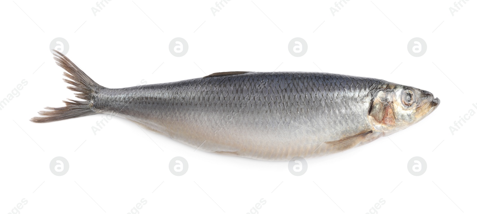 Photo of Whole delicious salted herring isolated on white, top view