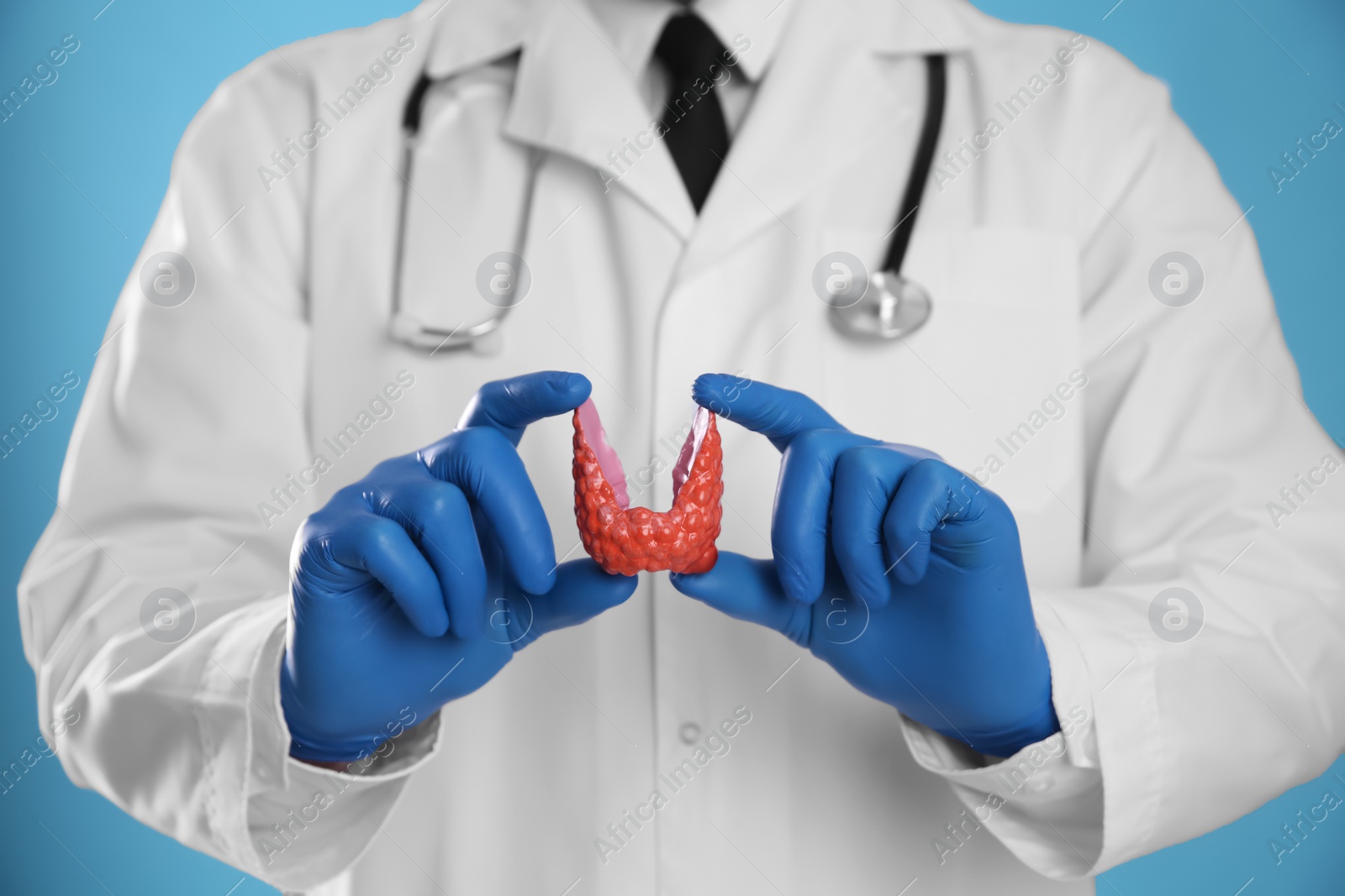 Photo of Doctor holding plastic model of thyroid on light blue background, closeup