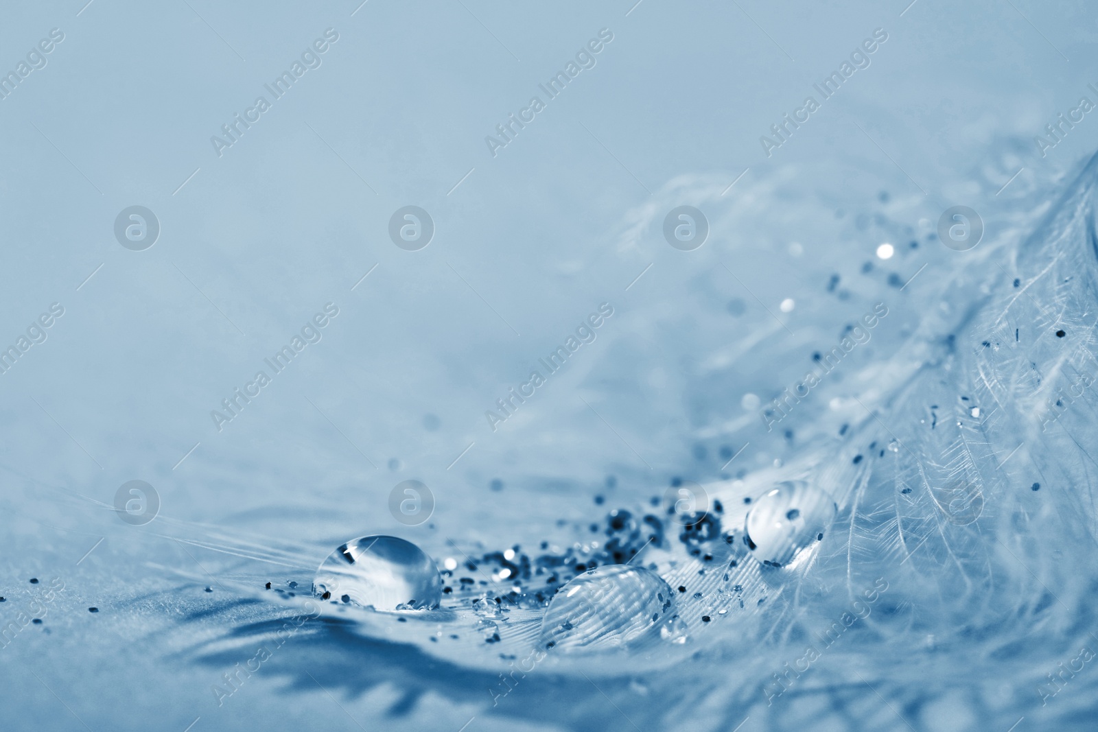 Image of Closeup view of beautiful feather with dew drops and glitter on light blue background