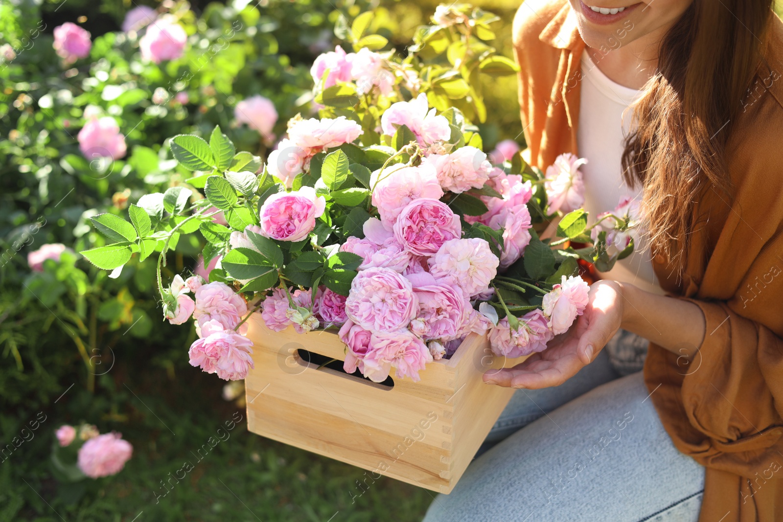 Photo of Woman holding crate with beautiful tea roses in garden, closeup