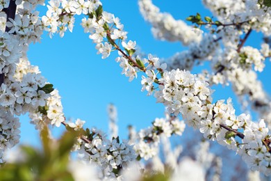 Photo of Branches of blossoming cherry plum tree against blue sky, closeup