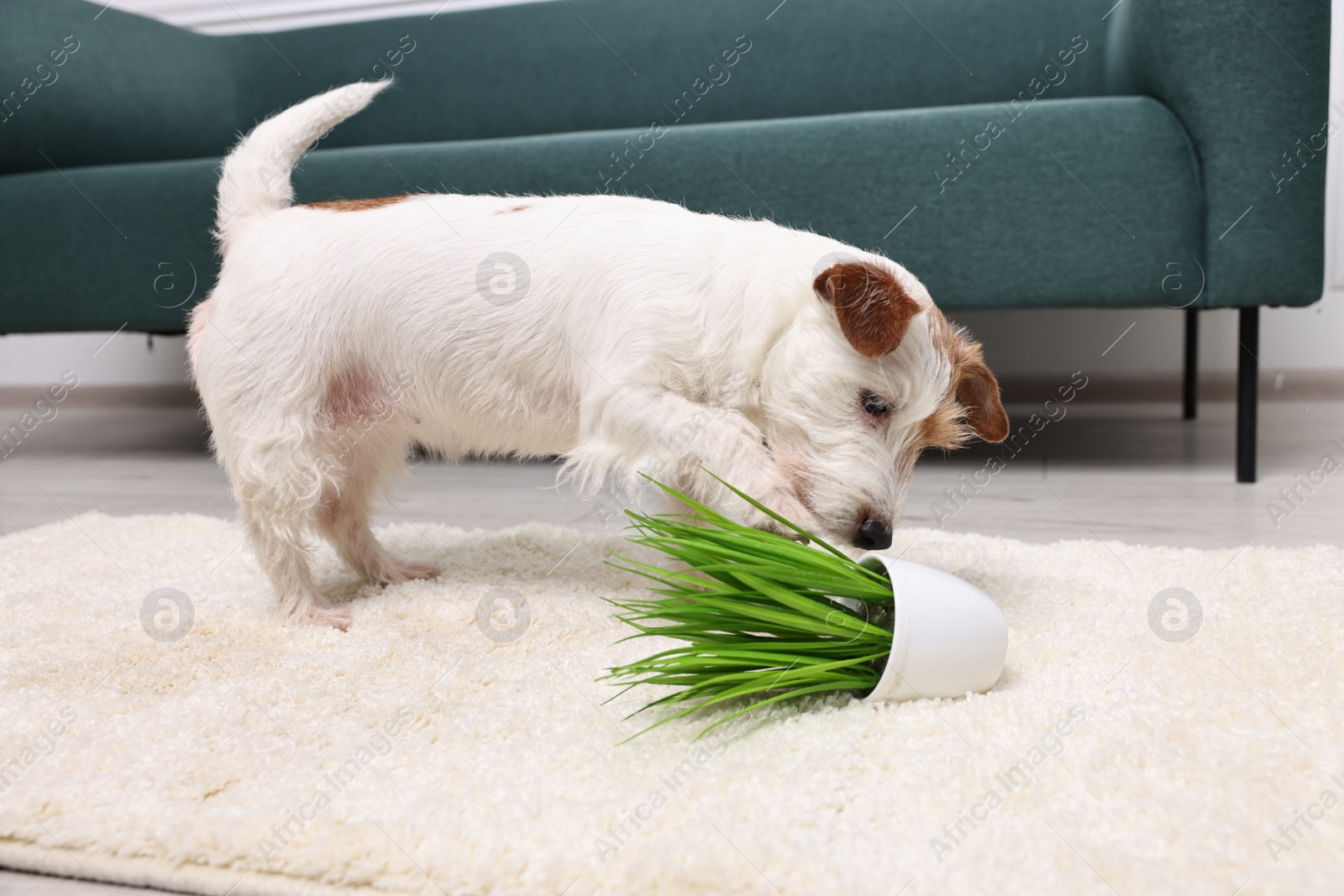 Photo of Cute dog near overturned houseplant on rug indoors