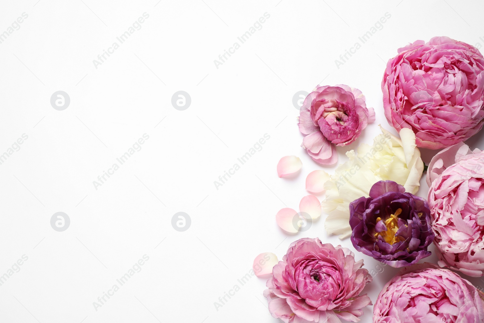 Photo of Composition with beautiful flowers on white background, top view. Floral card design