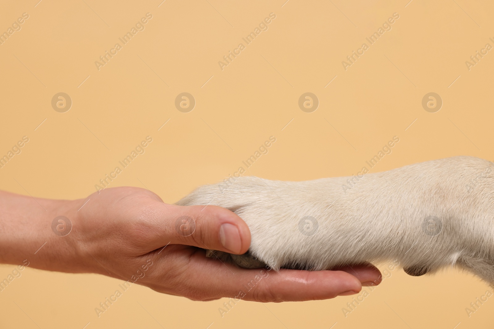 Photo of Dog giving paw to man on beige background, closeup