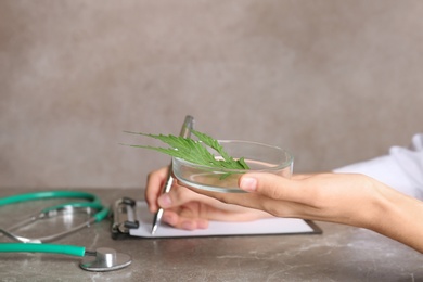 Doctor holding petri dish with hemp leaf at table, closeup