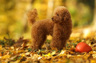 Photo of Cute Maltipoo dog, pumpkin and dry leaves in autumn park