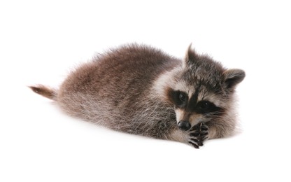 Photo of Cute funny common raccoon isolated on white