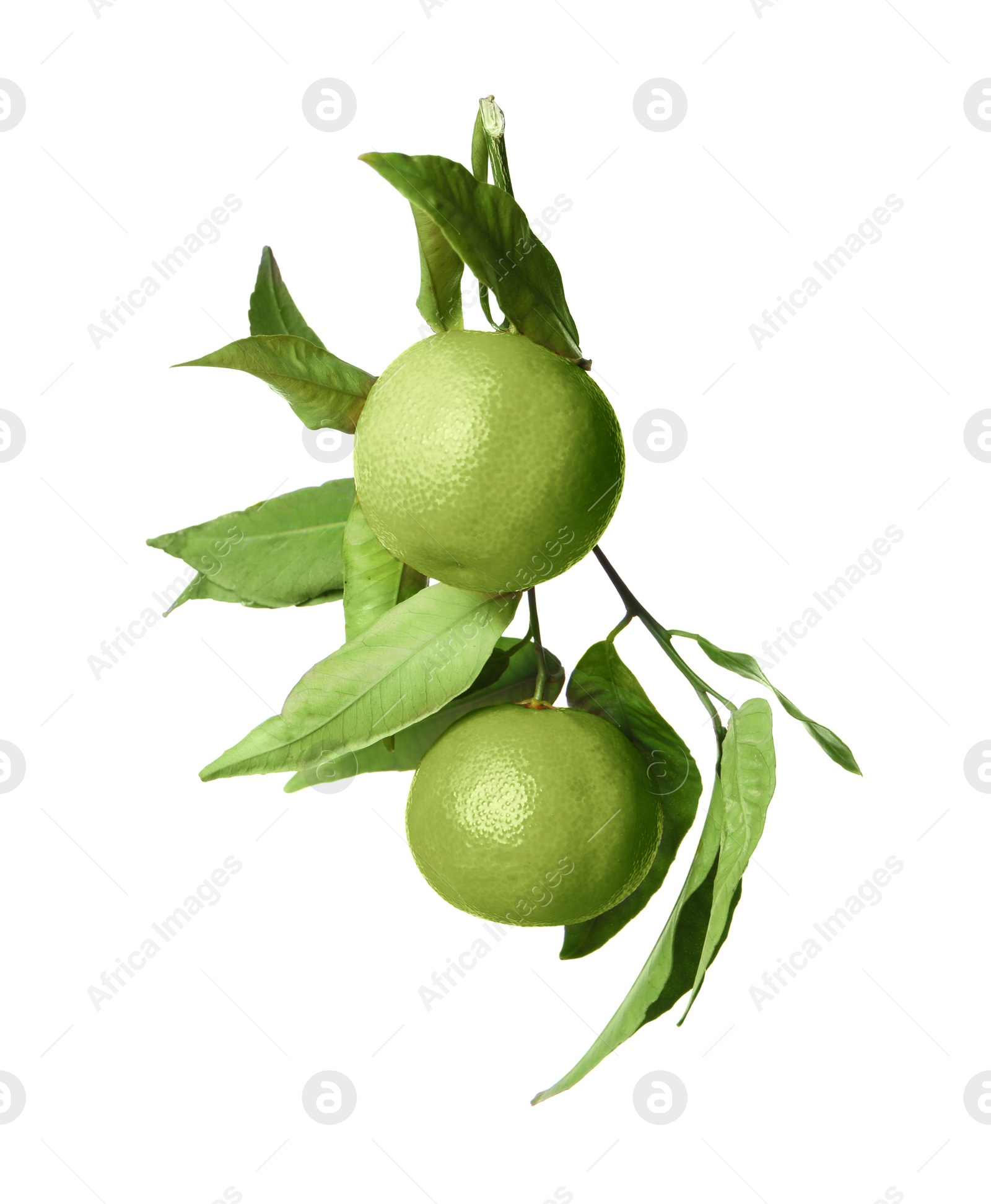 Image of Green tangerine isolated on white. Citrus fruit