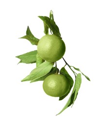 Green tangerine isolated on white. Citrus fruit