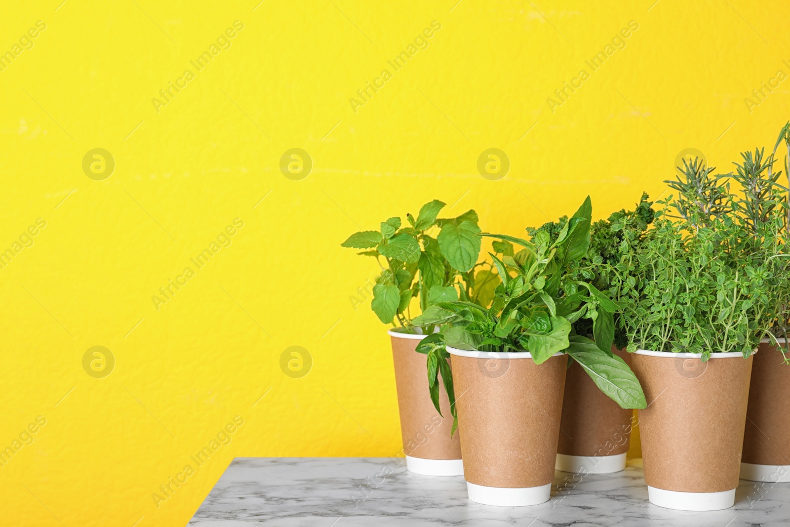Photo of Seedlings of different herbs in paper cups on marble table near yellow wall. Space for text