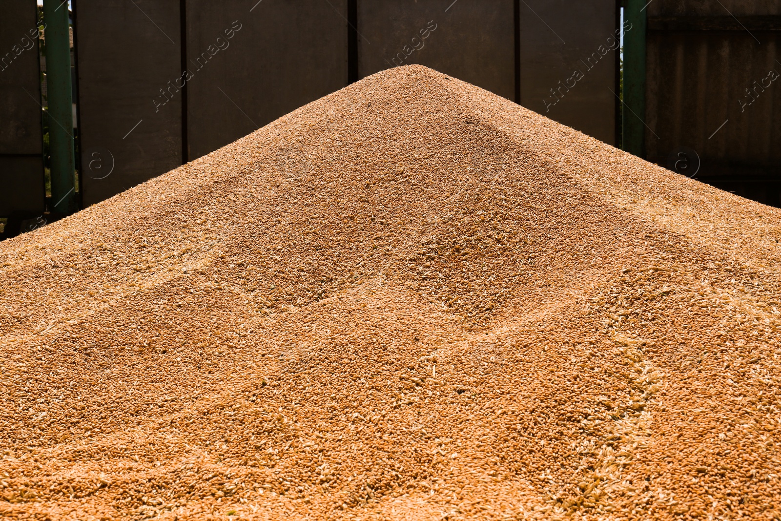 Photo of Pile of wheat grains near fence outdoors