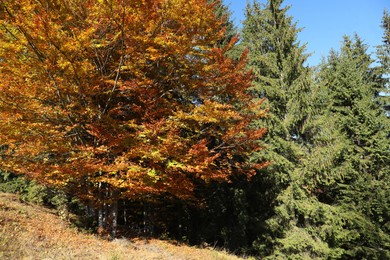 View of beautiful forest on sunny day in autumn