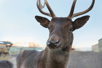 Photo of Brown stag with beautiful antlers in zoo