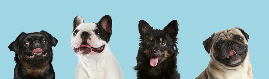 Image of Happy pets. Adorable Petit Brabancon, French bulldog, Pug and mongrel dogs smiling on light blue background, banner design