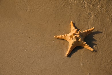 Photo of Beautiful sea star on sandy beach, above view. Space for text