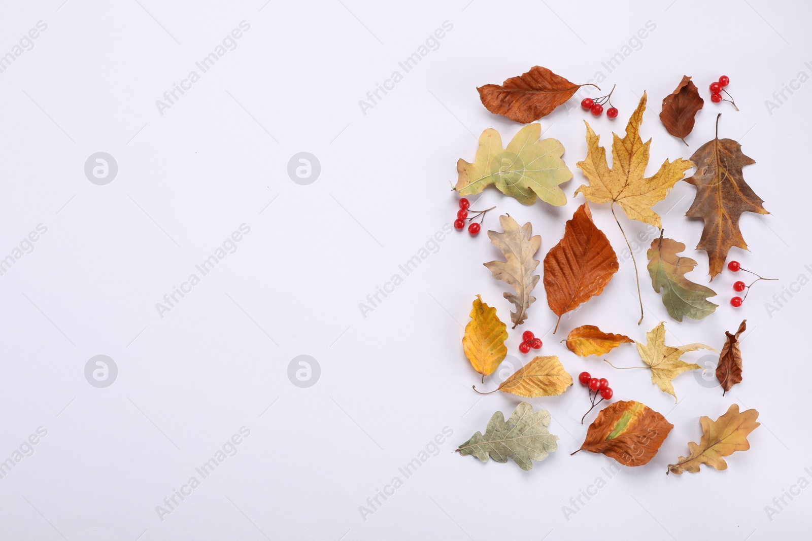 Photo of Dry autumn leaves and berries on white background, flat lay. Space for text