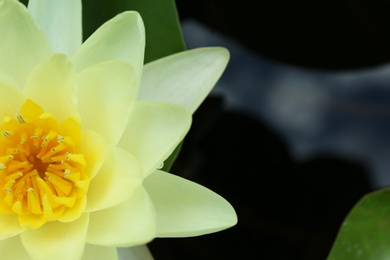 Beautiful white lotus flower in pond, closeup