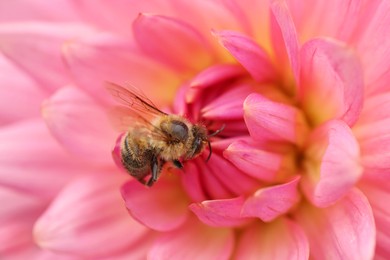Photo of Honeybee collecting pollen from beautiful flower, closeup