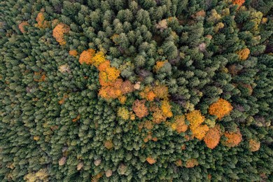 Image of Aerial view of beautiful forest on autumn day