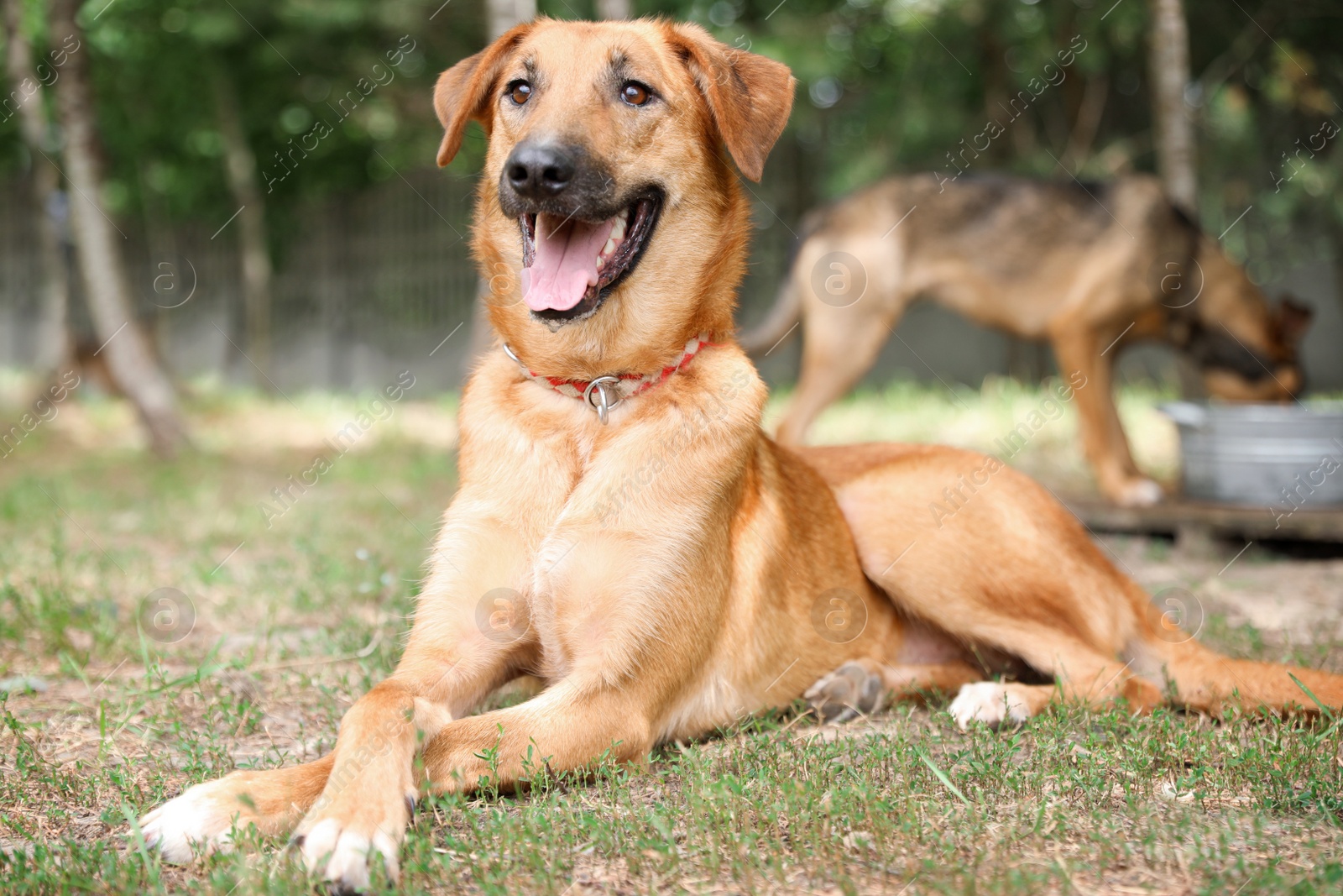 Photo of Homeless dog at animal shelter outdoors. Concept of volunteering