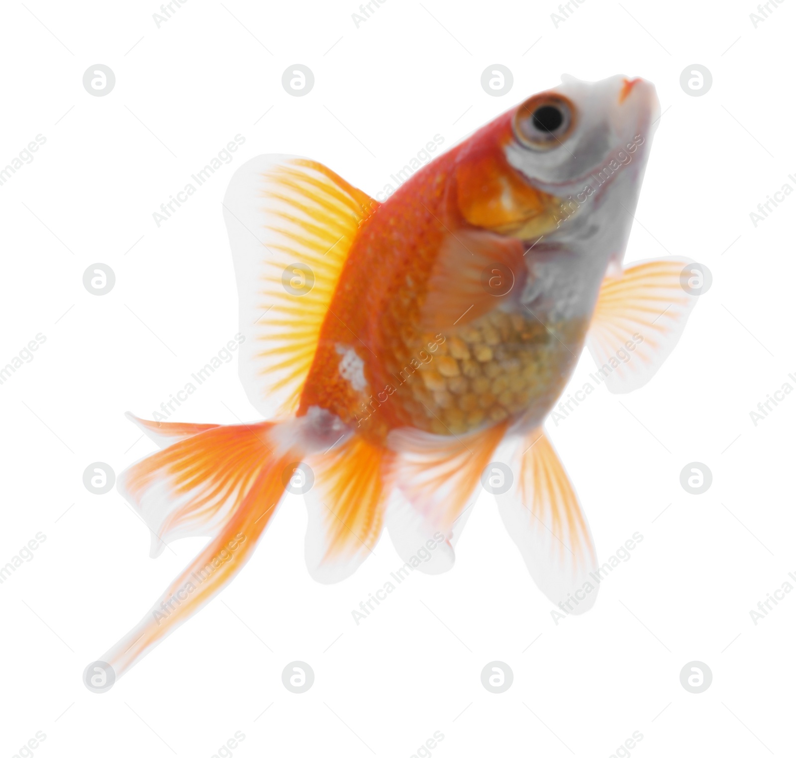 Photo of Beautiful bright small goldfish isolated on white