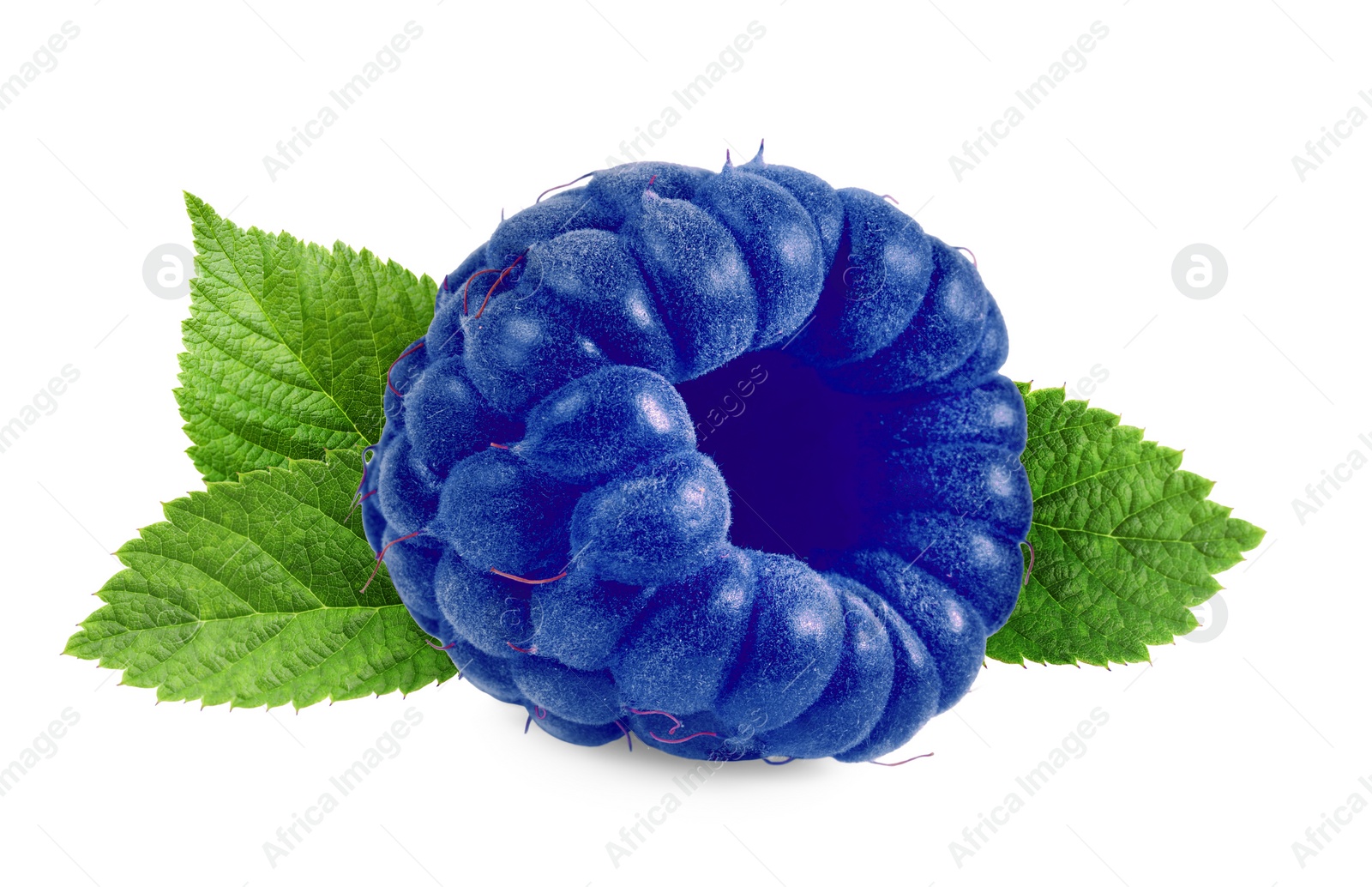 Image of Fresh blue raspberry and green leaves isolated on white