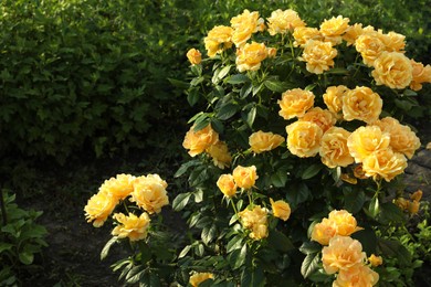 Photo of Beautiful blooming yellow roses on bush outdoors. Space for text