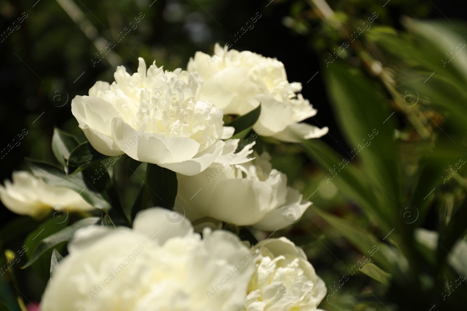 Photo of Closeup view of blooming white peony bush outdoors