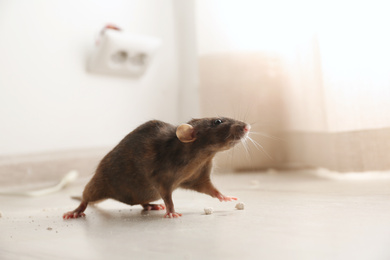 Photo of Brown rat on floor indoors. Pest control