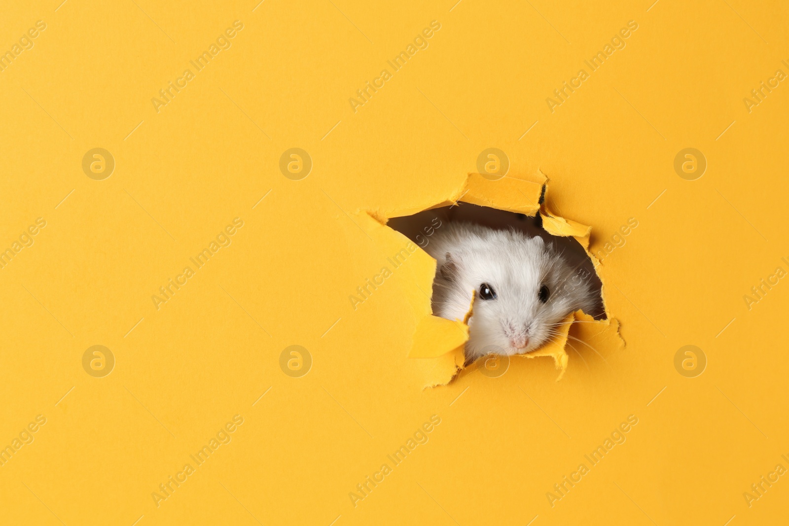 Photo of Cute funny pearl hamster looking out of hole in yellow paper, space for text