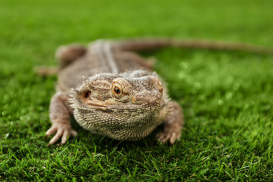 Photo of Bearded lizard (Pogona barbata) on green grass, closeup. Exotic pet