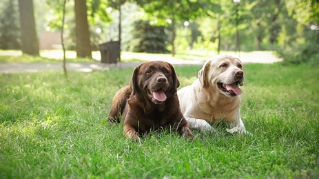 Photo of Funny Labrador Retriever dogs in green summer park