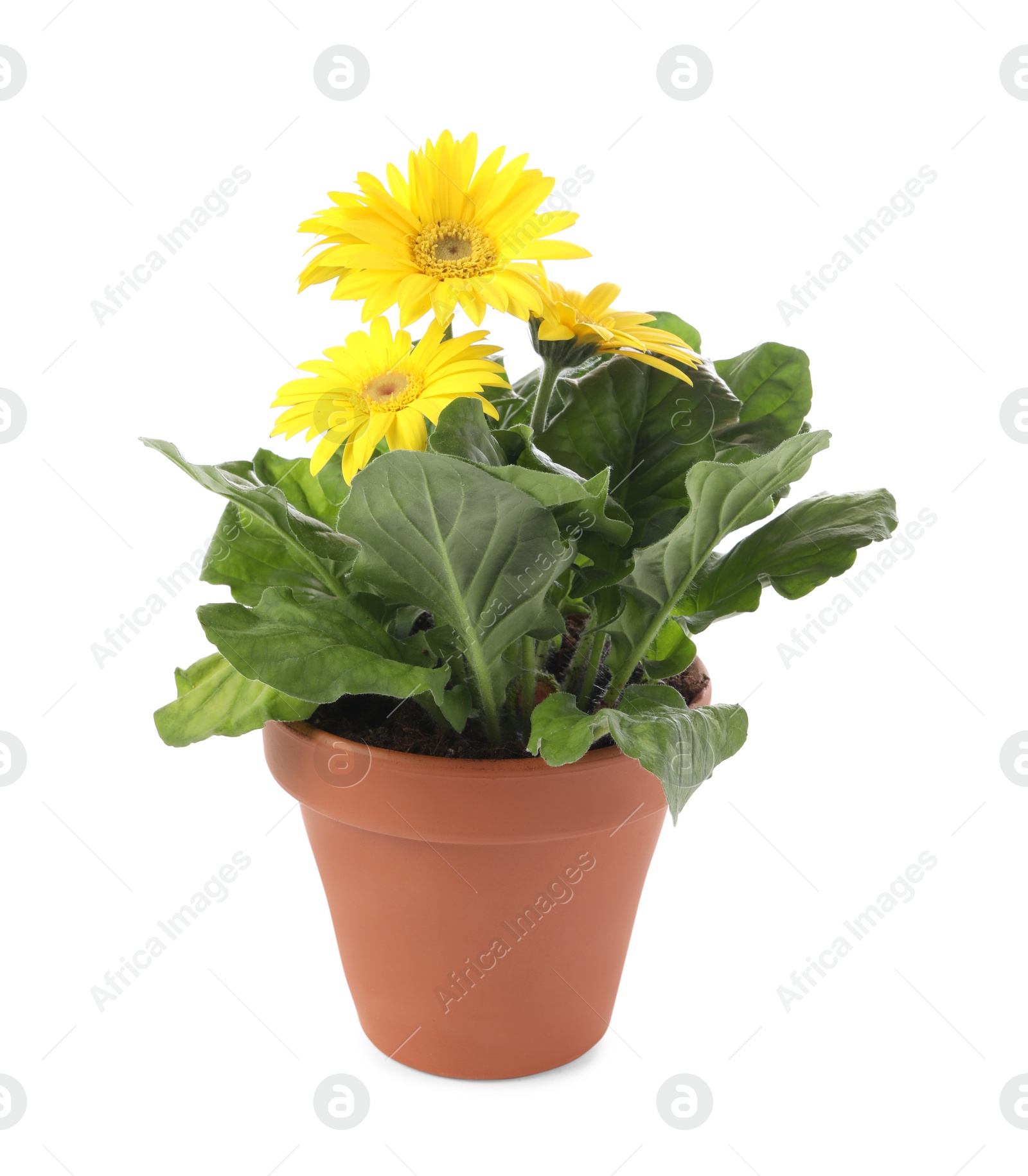 Photo of Beautiful blooming gerbera flower in pot on white background