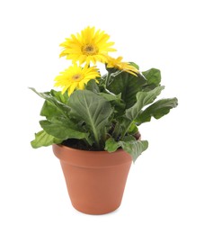 Photo of Beautiful blooming gerbera flower in pot on white background