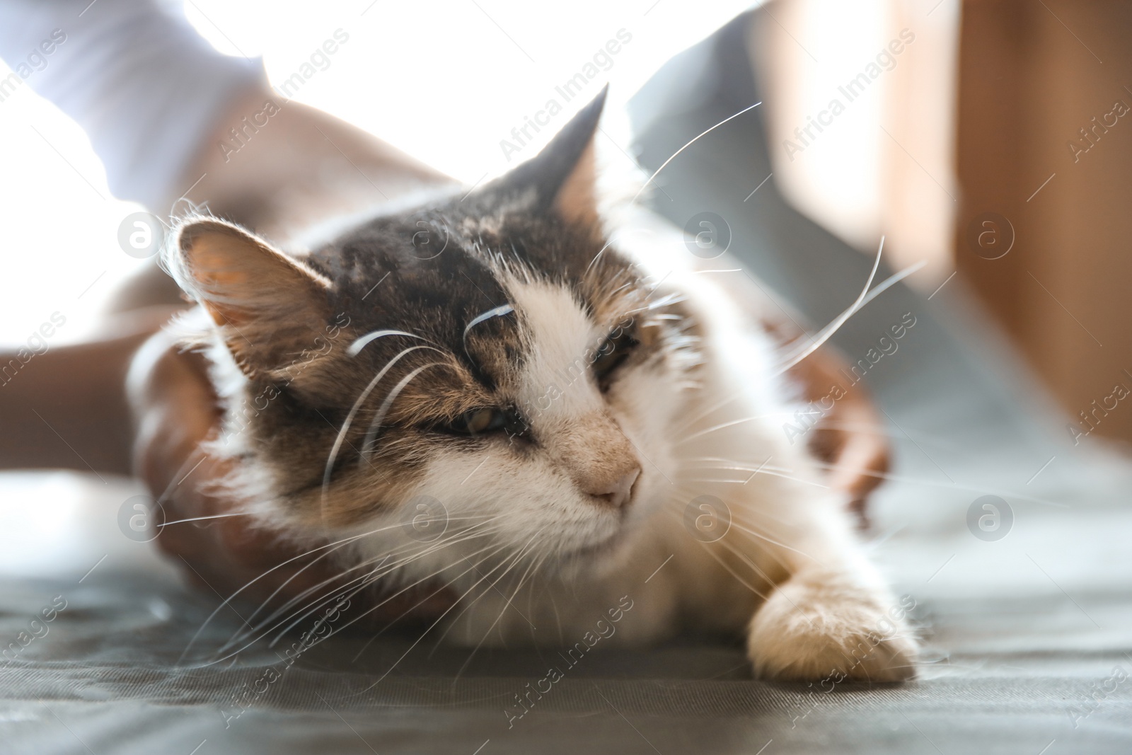 Photo of Woman stroking homeless cat indoors, closeup. Concept of volunteering