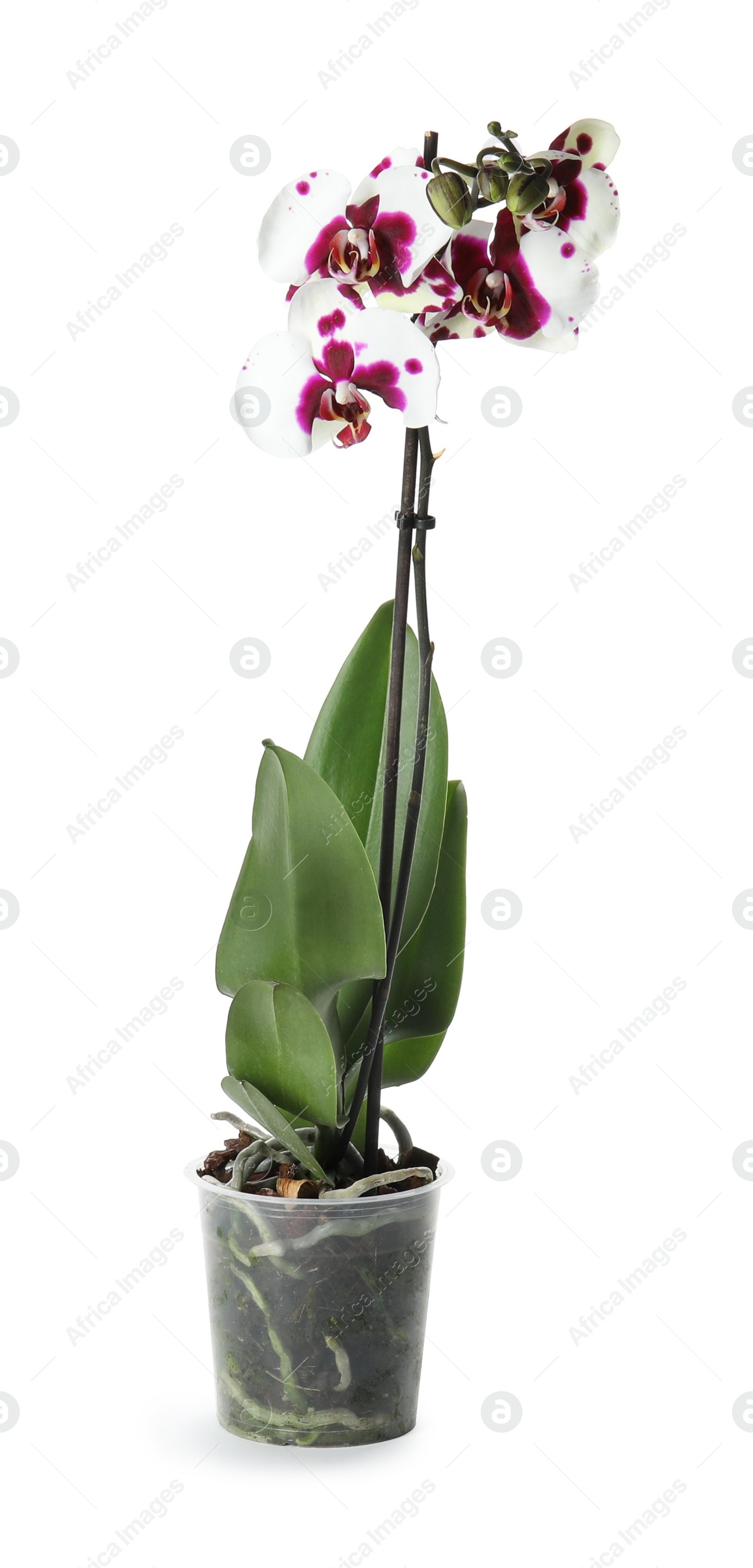 Photo of Beautiful tropical orchid flower in pot on white background