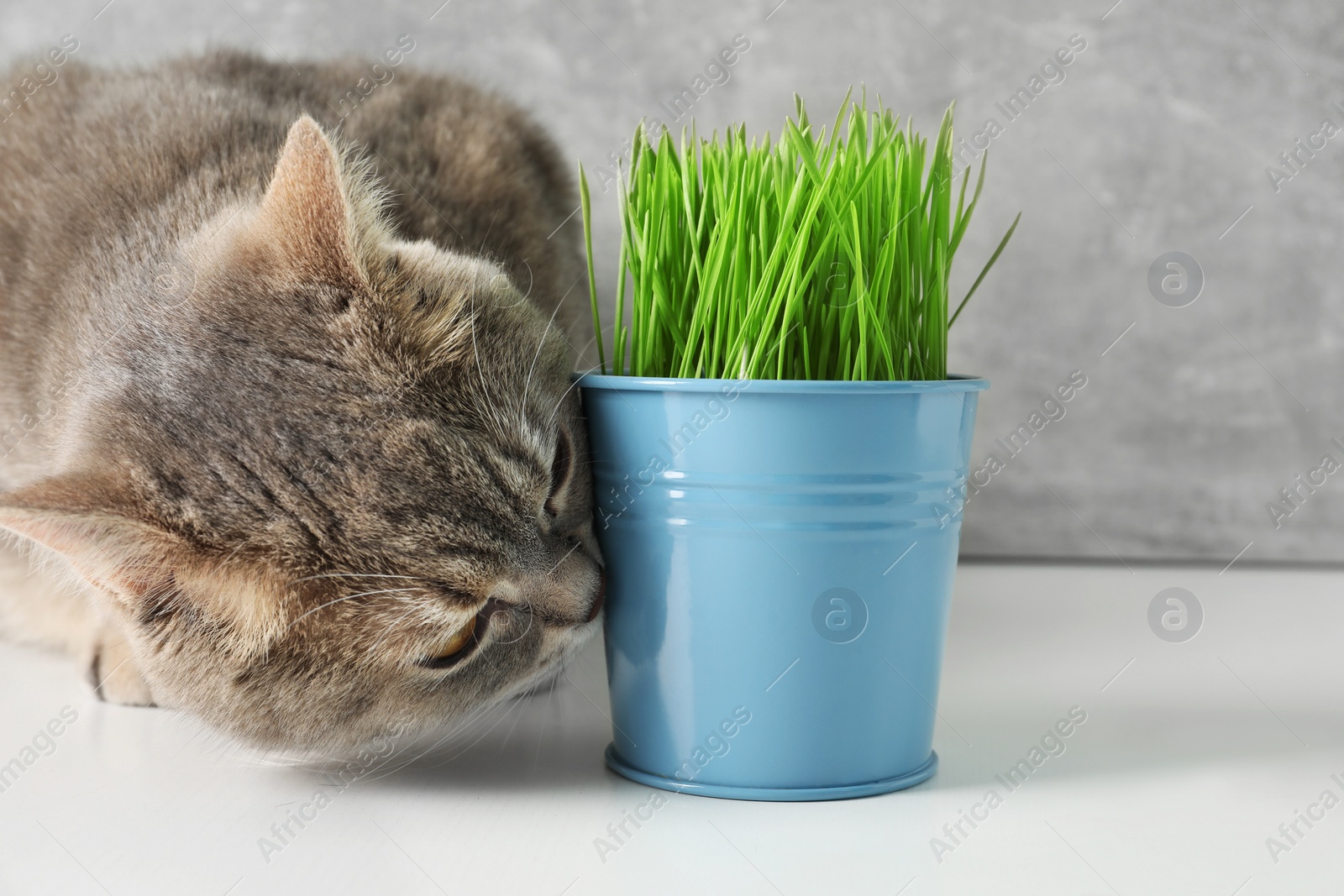 Photo of Cute cat near fresh green grass on white surface