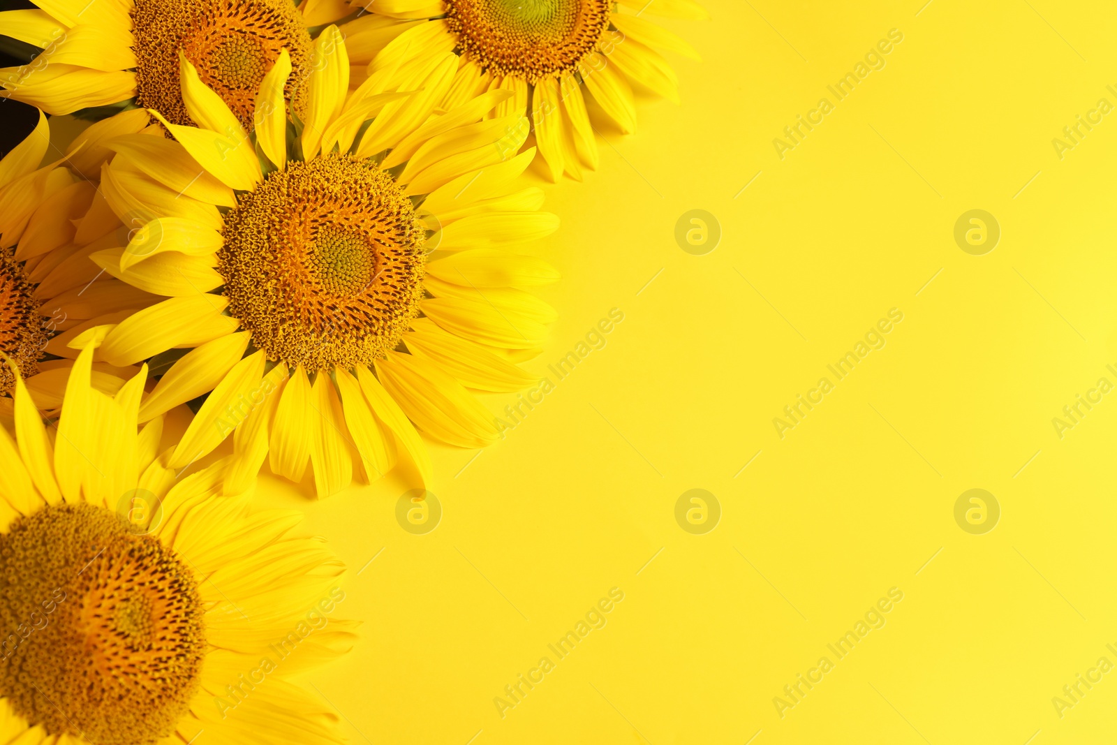 Photo of Beautiful bright sunflowers on yellow background, flat lay. Space for text