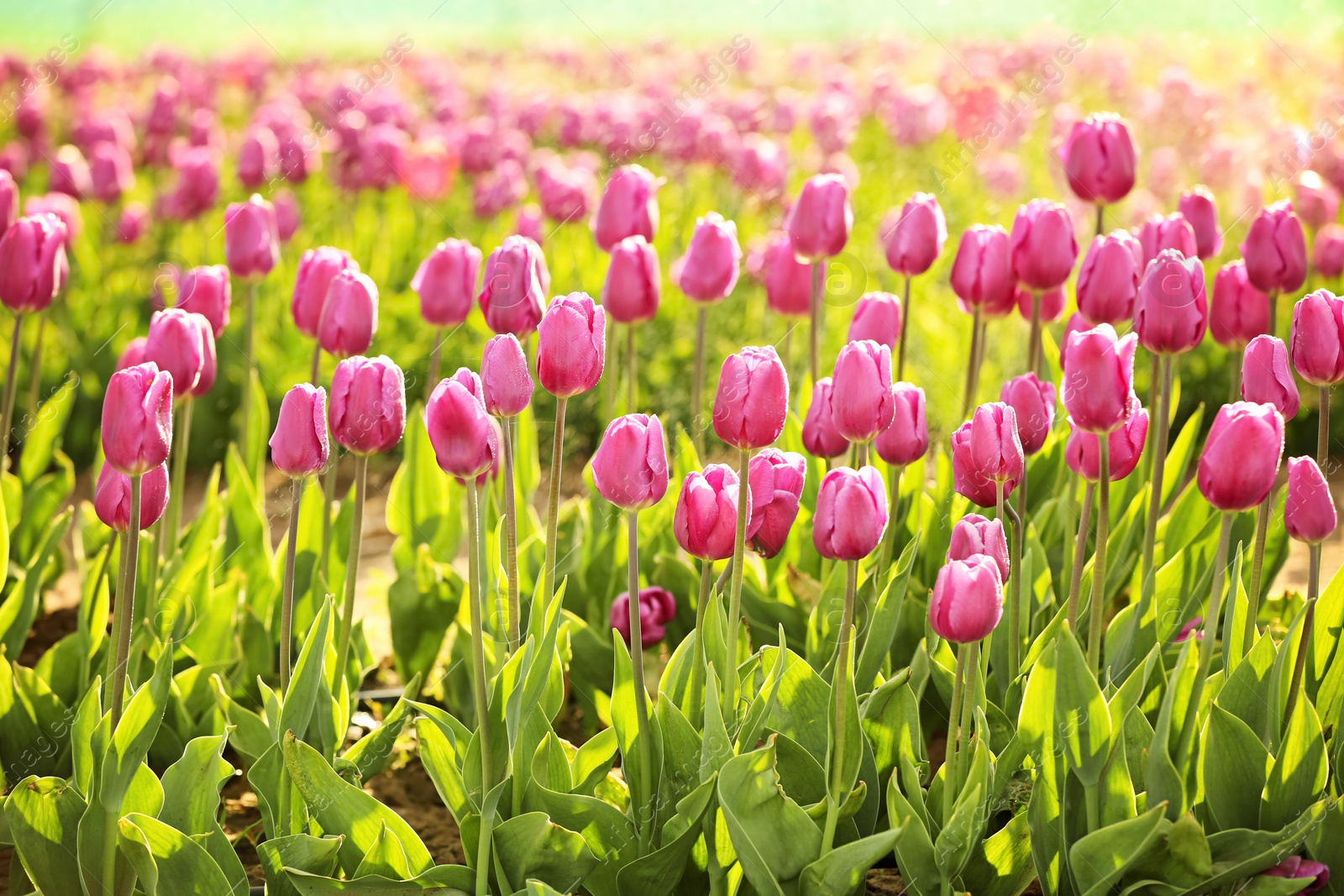 Photo of Sprinkling blossoming tulips with water on sunny spring day