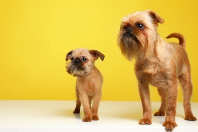 Studio portrait of funny Brussels Griffon dogs on color background