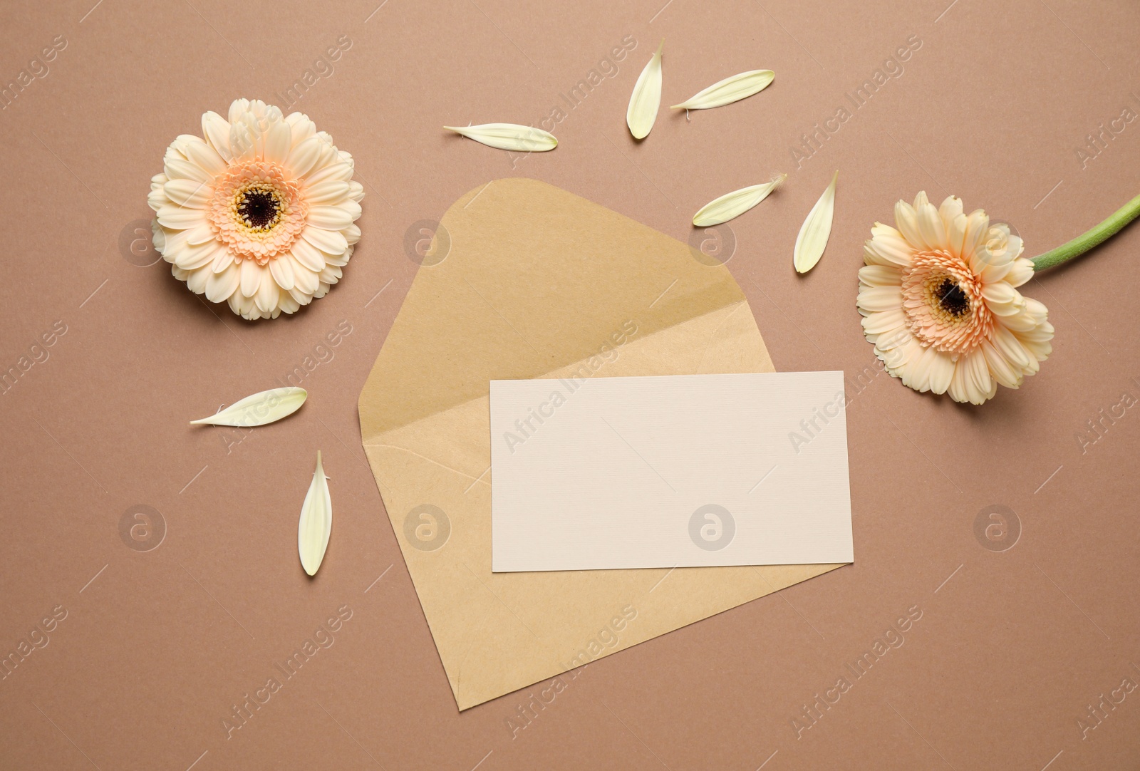 Image of Beautiful herbera flowers, envelope and blank card with space for text on brown background, flat lay