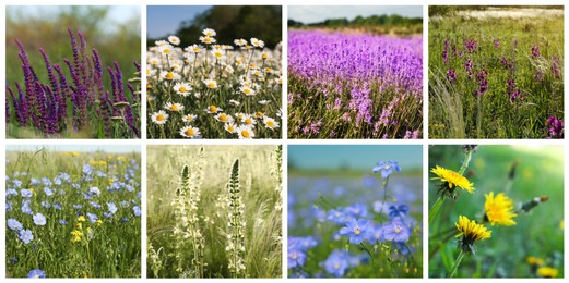Collage with photos of different beautiful wild flowers growing in meadow