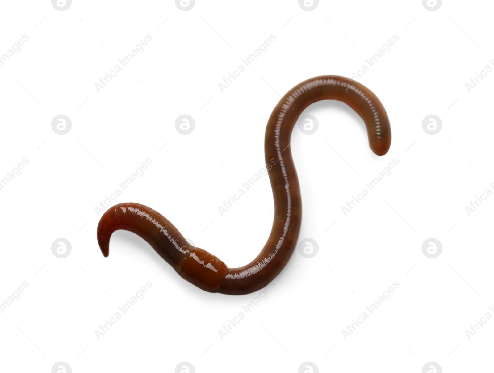 Photo of One earthworm isolated on white. Terrestrial invertebrates